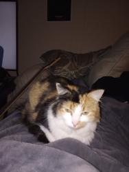 Lost Female Cat last seen S 120th St and Military Road South, Seattle, WA 98168