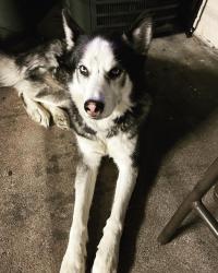 Lost Male Dog last seen Paddock, Houston, TX 77433