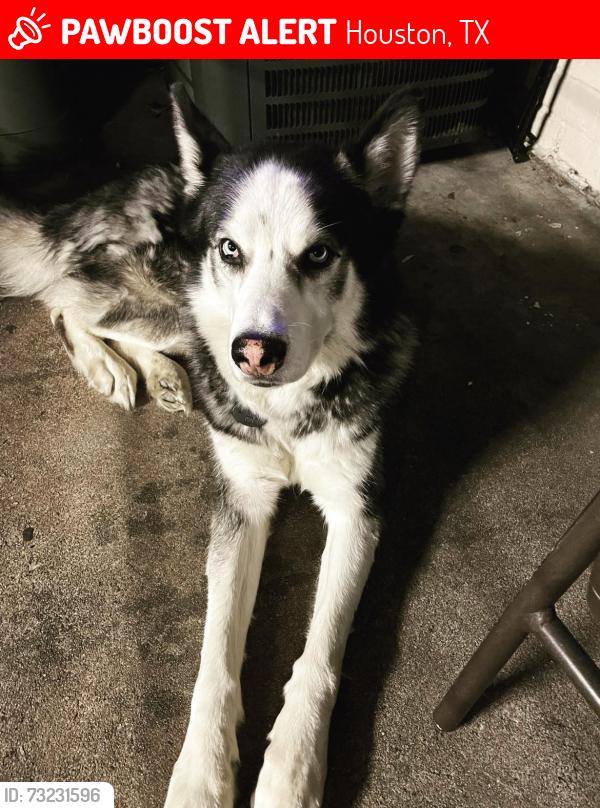 Lost Male Dog last seen Paddock, Houston, TX 77433