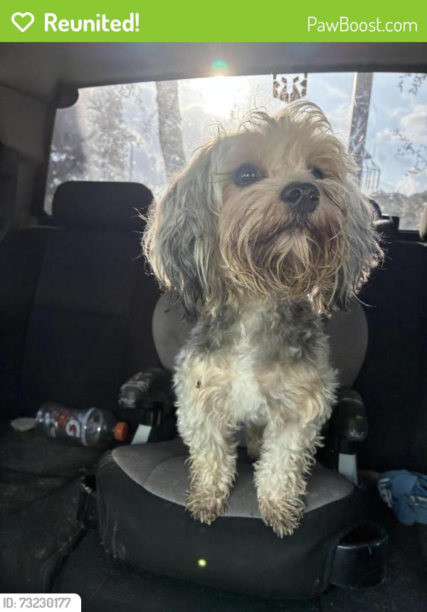 Reunited Female Dog last seen Mainland trailhead, San Antonio, TX 78250