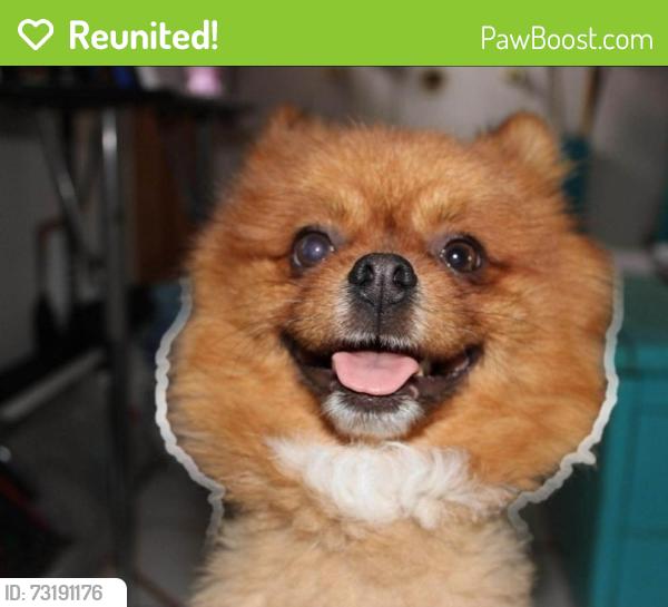 Reunited Male Dog last seen Vista del sol elementary, vista del sol, zaragoza y George dieter, El Paso, TX 79936