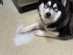 Lost Male Dog last seen Old broadway, Everett, WA 98201