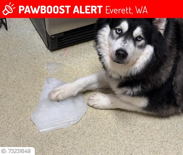 Lost Male Dog last seen Old broadway, Everett, WA 98201