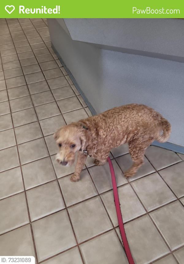 Reunited Male Dog last seen Cypresswood golf course, Houston, TX 77379