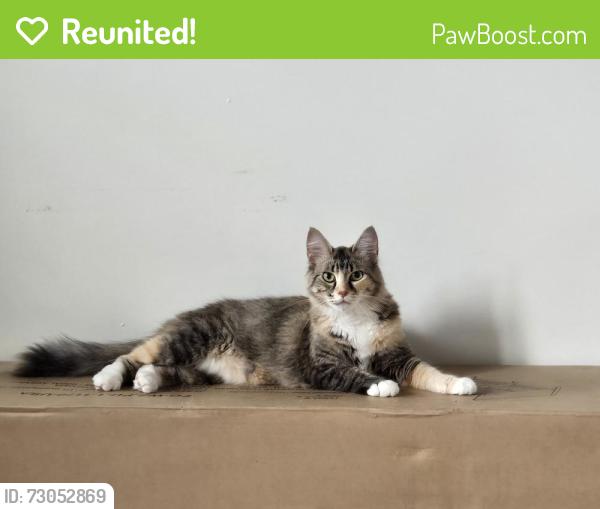 Reunited Female Cat last seen East End, Thunder Bay, ON P7C