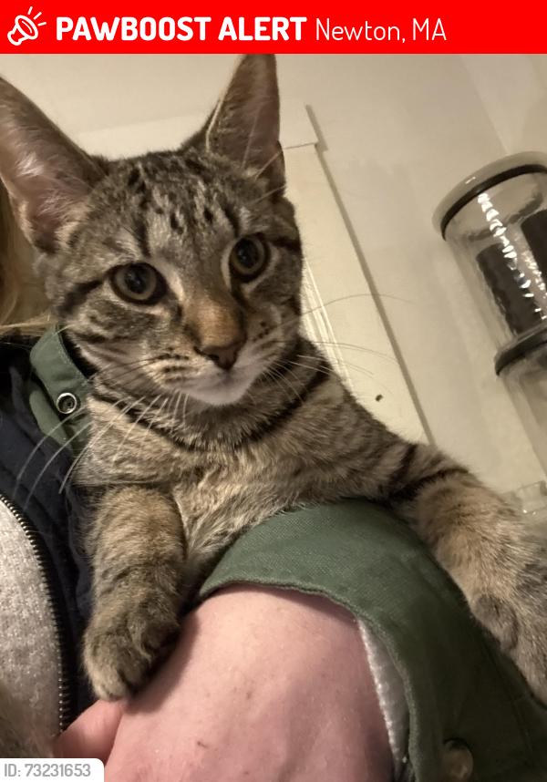 Lost Male Cat last seen Wiltshire rd and Adams st, Newton, MA 02458