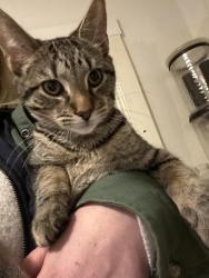 Lost Male Cat last seen Wiltshire rd and Adams st, Newton, MA 02458