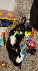Lost Female Cat last seen German church, 10th street, Indianapolis, IN 46229