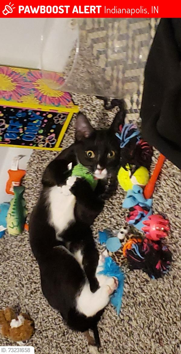 Lost Female Cat last seen German church, 10th street, Indianapolis, IN 46229