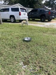 Found/Stray Female Dog last seen Elmwood and Judson, Greenville, SC 29611