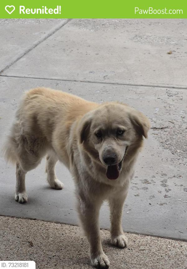 Reunited Unknown Dog last seen Near & Winfield, Lakewood, CO, Lakewood, CO 80215
