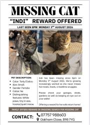 Lost Female Cat last seen REDDITCH, Worcestershire, England B98 7UW