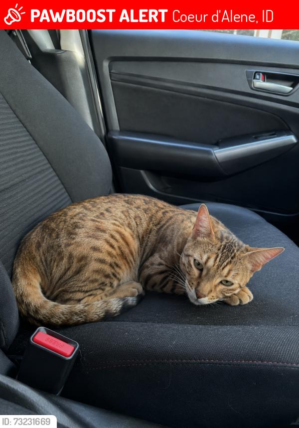 Lost Female Cat last seen Our Home, Coeur d'Alene, ID 83815
