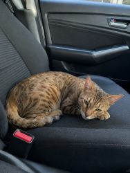 Lost Female Cat last seen Our Home, Coeur d'Alene, ID 83815