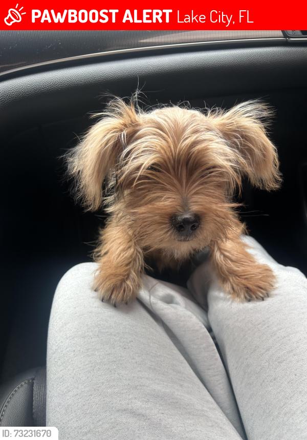 Lost Male Dog last seen long st, Lake City, FL 32055