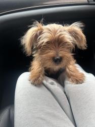 Lost Male Dog last seen long st, Lake City, FL 32055