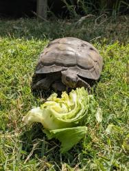 Lost Female Reptile last seen Leffingwell/Meyer, Whittier, CA 90605