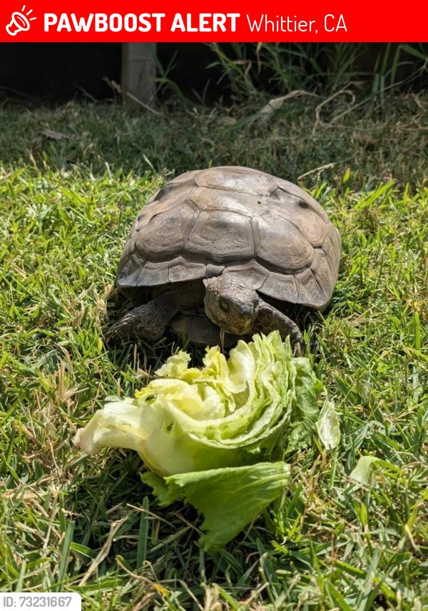 Lost Female Reptile last seen Leffingwell/Meyer, Whittier, CA 90605