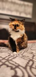 Lost Female Cat last seen Pine Vally Rd, Powder Springs, GA 30127