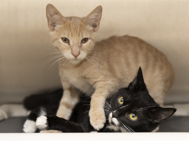 Shelter Stray Male Cat last seen , 5501 E Van Buren St, Phoenix, AZ 85008, USA