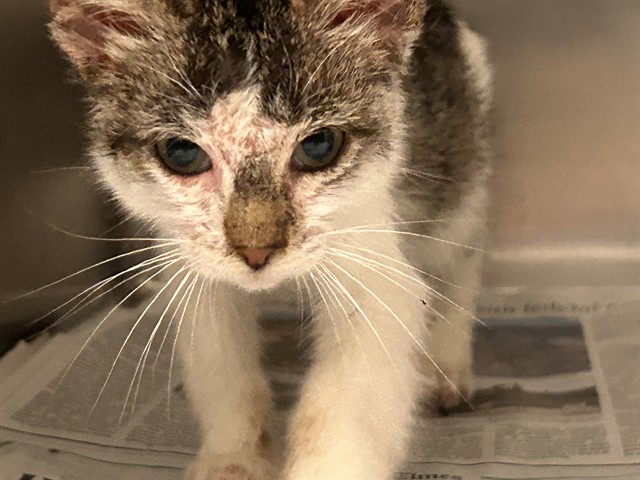 Shelter Stray Female Cat last seen Near BLOCK CASTLEMAN ST, RIVERSIDE, CA, 6851 Van Buren Boulevard, Jurupa Valley, CA 92509, USA