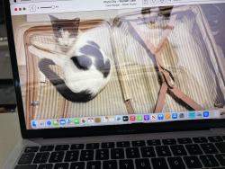 Reunited Female Cat last seen Walden Lake ?Emerald Forest, Plant City, FL 33566