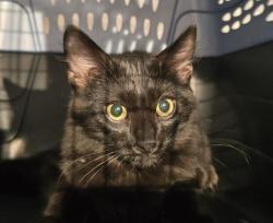 Shelter Stray Male Cat last seen Near BLOCK HOLLY ST, DENVER CO 80220, 2080 S Quebec St, Denver, CO 80231, USA