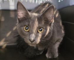 Shelter Stray Unknown Cat last seen Near BLOCK HOLLY ST, DENVER CO 80220, 2080 S Quebec St, Denver, CO 80231, USA