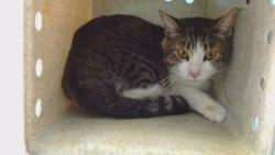 Shelter Stray Male Cat last seen , 216 W Victoria St, Gardena, CA 90248, USA