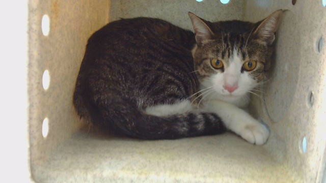 Shelter Stray Male Cat last seen , 216 W Victoria St, Gardena, CA 90248, USA
