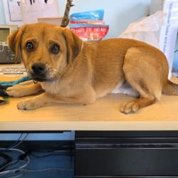 Shelter Stray Male Dog last seen Near BLOCK ORANGE AVE, LONG BEACH, 7700 E Spring St, Long Beach, CA 90815, USA