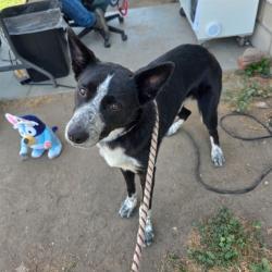 Shelter Stray Male Dog last seen Near BLK ORIZABA AVE, LONG BEACH, CA 90804, 7700 E Spring St, Long Beach, CA 90815, USA
