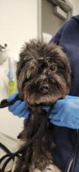 Shelter Stray Male Dog last seen , 11361 W Pico Blvd, Los Angeles, CA 90064, USA