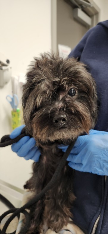 Shelter Stray Male Dog last seen , 11361 W Pico Blvd, Los Angeles, CA 90064, USA