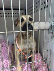 Shelter Stray Female Dog last seen Near BLK TAYLOR ST, BAKERSFIELD, CA, 201 S Mt Vernon Ave, Bakersfield, CA 93307, USA