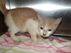 Shelter Stray Female Cat last seen , 11361 W Pico Blvd, Los Angeles, CA 90064, USA