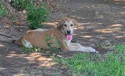 Shelter Stray Female Dog last seen Near BLK PENELOPE PL, BAKERSFIELD, CA, 201 S Mt Vernon Ave, Bakersfield, CA 93307, USA