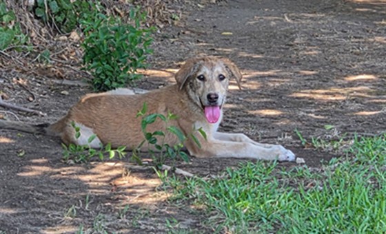 Shelter Stray Female Dog last seen Near BLK PENELOPE PL, BAKERSFIELD, CA, 201 S Mt Vernon Ave, Bakersfield, CA 93307, USA