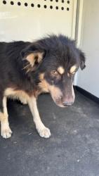 Shelter Stray Male Dog last seen Near BLK RALSTON ST, BAKERFIELD CA, 201 S Mt Vernon Ave, Bakersfield, CA 93307, USA