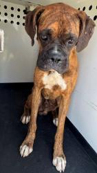 Shelter Stray Male Dog last seen Near BLK RALSTON ST, BAKERFIELD CA, 201 S Mt Vernon Ave, Bakersfield, CA 93307, USA
