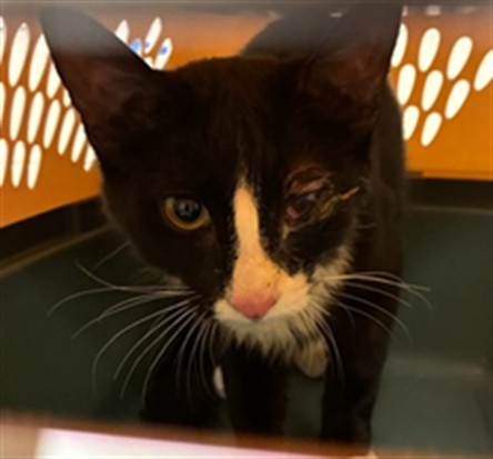 Shelter Stray Unknown Cat last seen Near BLOCK W 92ND, 12155 Park Blvd, Brighton, CO 80601, USA