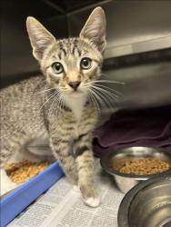 Shelter Stray Male Cat last seen , 11361 W Pico Blvd, Los Angeles, CA 90064, USA