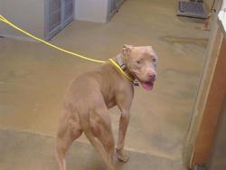 Shelter Stray Female Dog last seen HOWE AVE/COTTAGE WAY, 95825, 3839 Bradshaw Rd, Sacramento, CA 95827, USA