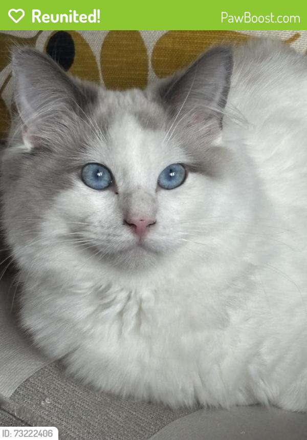 Reunited Male Cat last seen Pegs lane, Hertfordshire, England 