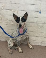 Shelter Stray Male Dog last seen DUFFY ST & SAN ANSELMO AVE, SAN BERNARDINO, CA, 92407, USA, 333 Chandler Pl, San Bernardino, CA 92408, USA