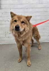 Shelter Stray Male Dog last seen WATERMAN AND RIALTO, 333 Chandler Pl, San Bernardino, CA 92408, USA