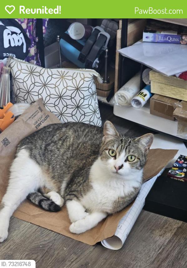 Reunited Female Cat last seen Gogo West 2808 S. Assembly Rd, Spokane, WA 99224