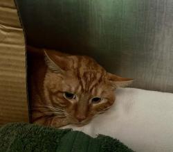 Shelter Stray Male Cat last seen BACK BAY, 350 S Huntington Ave, Jamaica Plain, MA 02130, USA