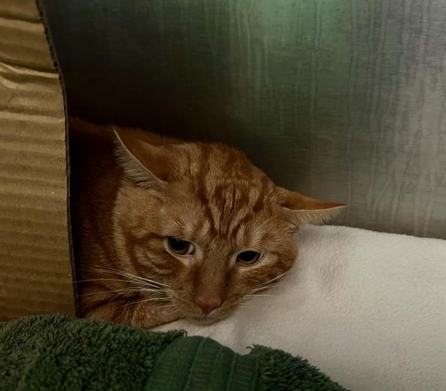 Shelter Stray Male Cat last seen BACK BAY, 350 S Huntington Ave, Jamaica Plain, MA 02130, USA