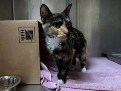 Shelter Stray Female Cat last seen DORCHESTER, 350 S Huntington Ave, Jamaica Plain, MA 02130, USA